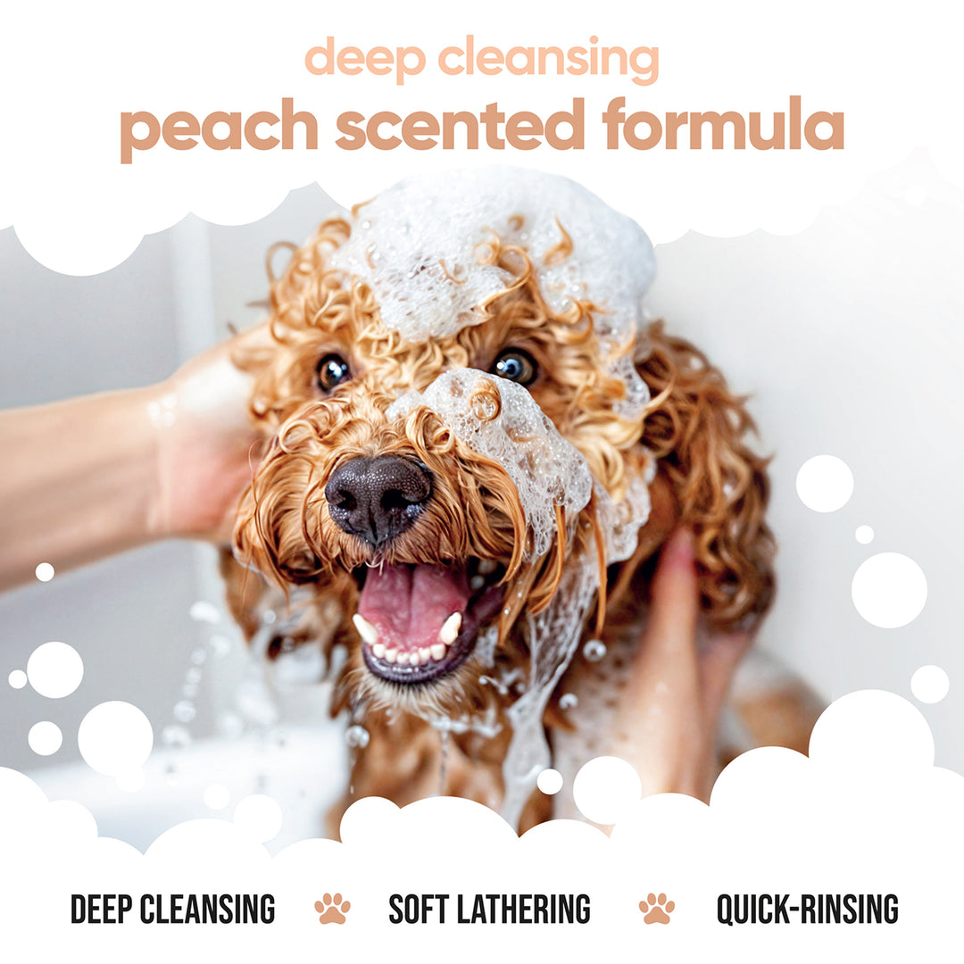 Curly coated dog being washed with Buddycare peach scented detangling shampoo