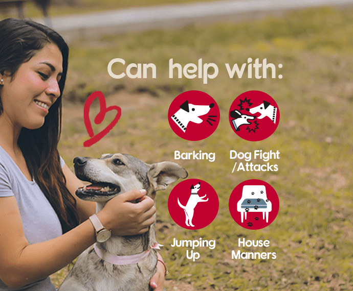 Pet Corrector can help with barking, dog fights, jumping up and house manners