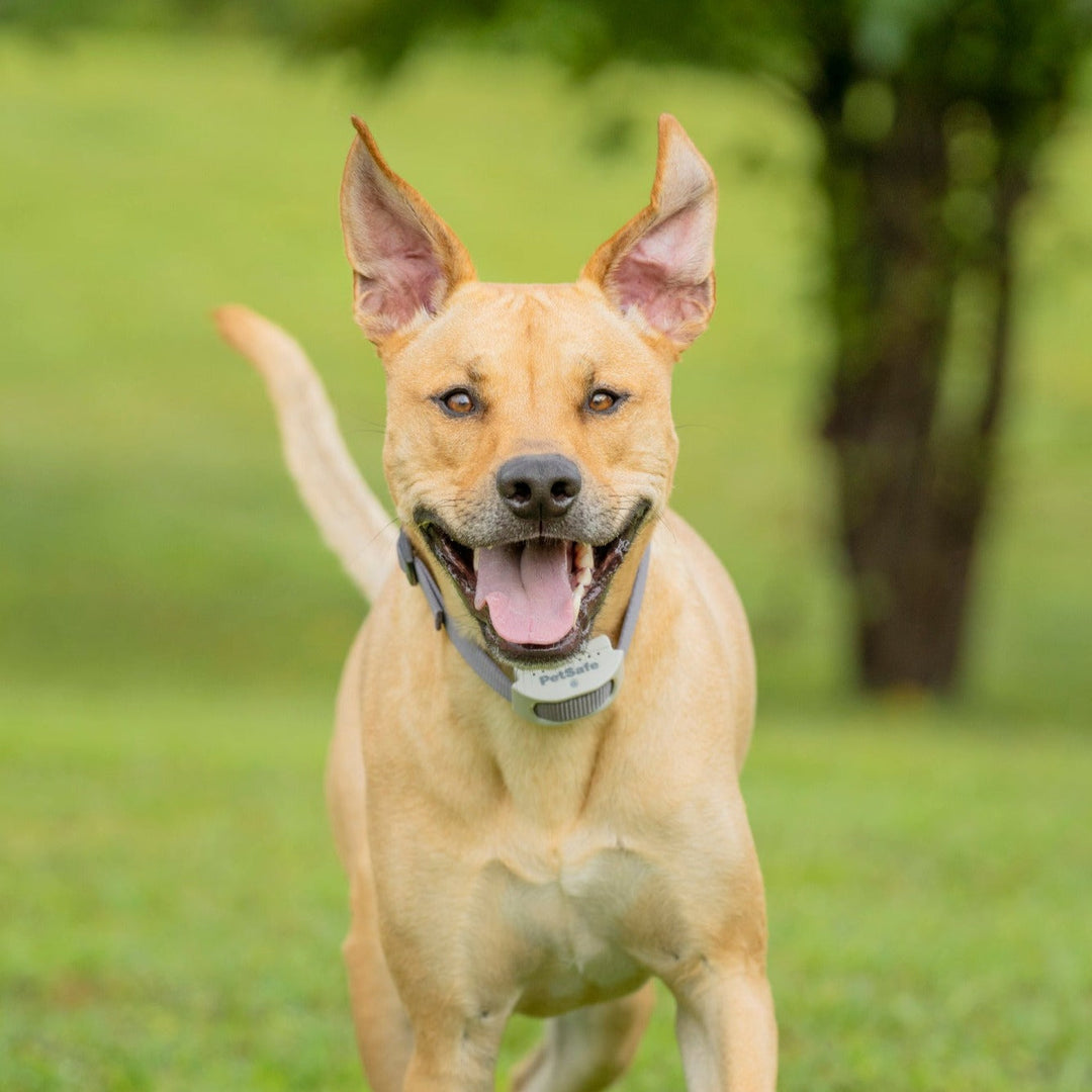 Dog running on a lawn wearing the PetSafe Classic In-Ground Fence receiver collar
