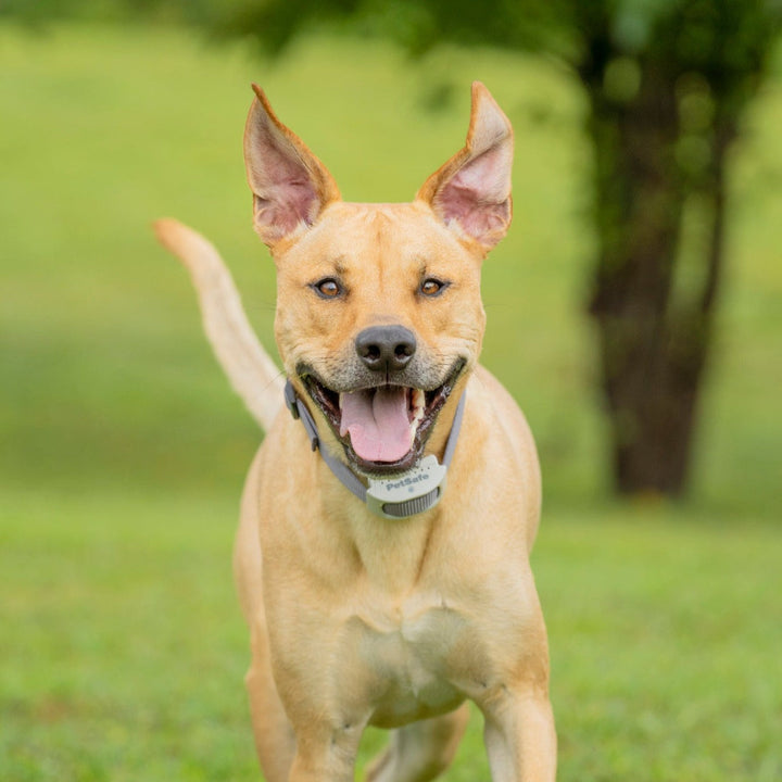 Dog running on a lawn wearing the PetSafe Classic In-Ground Fence receiver collar
