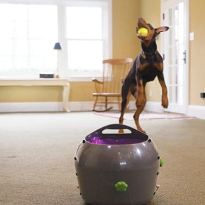 Petsafe Automatic Ball Launcher For Dogs