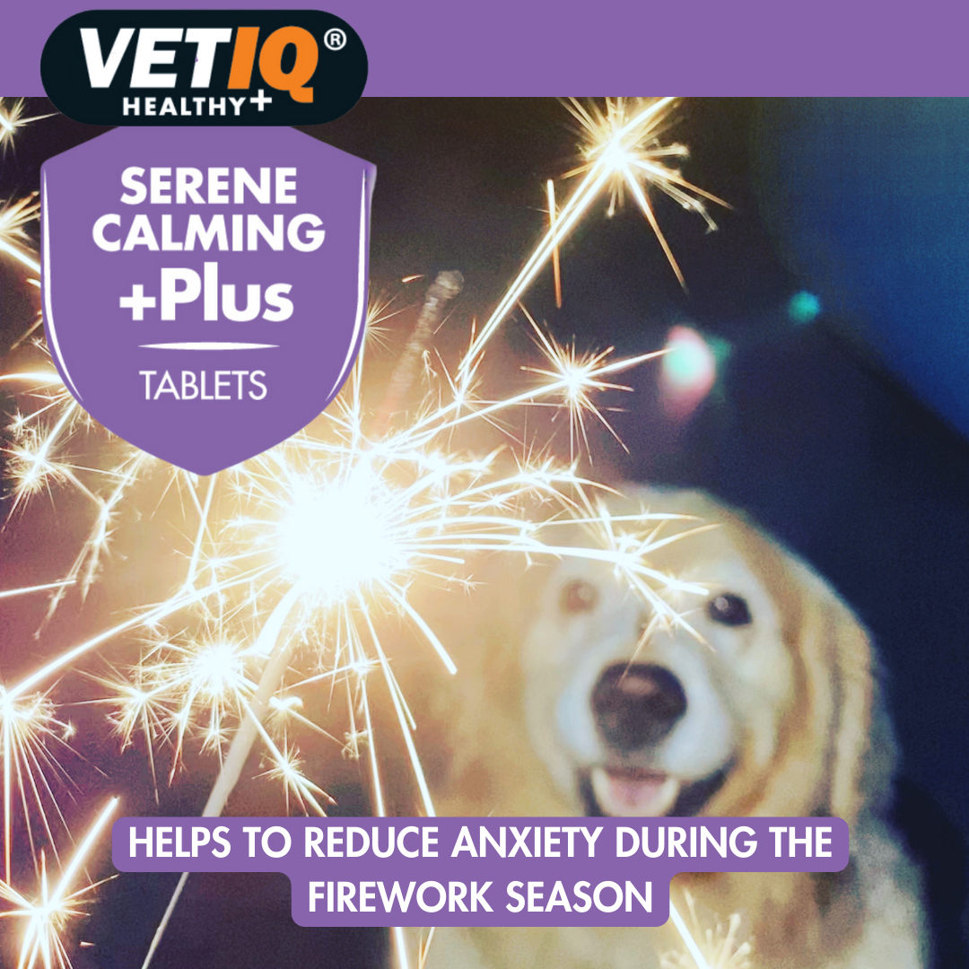 Golden Retriever with sparklers: VetIQ Serene Calming +Plus helps reduce anxiety during the firework season
