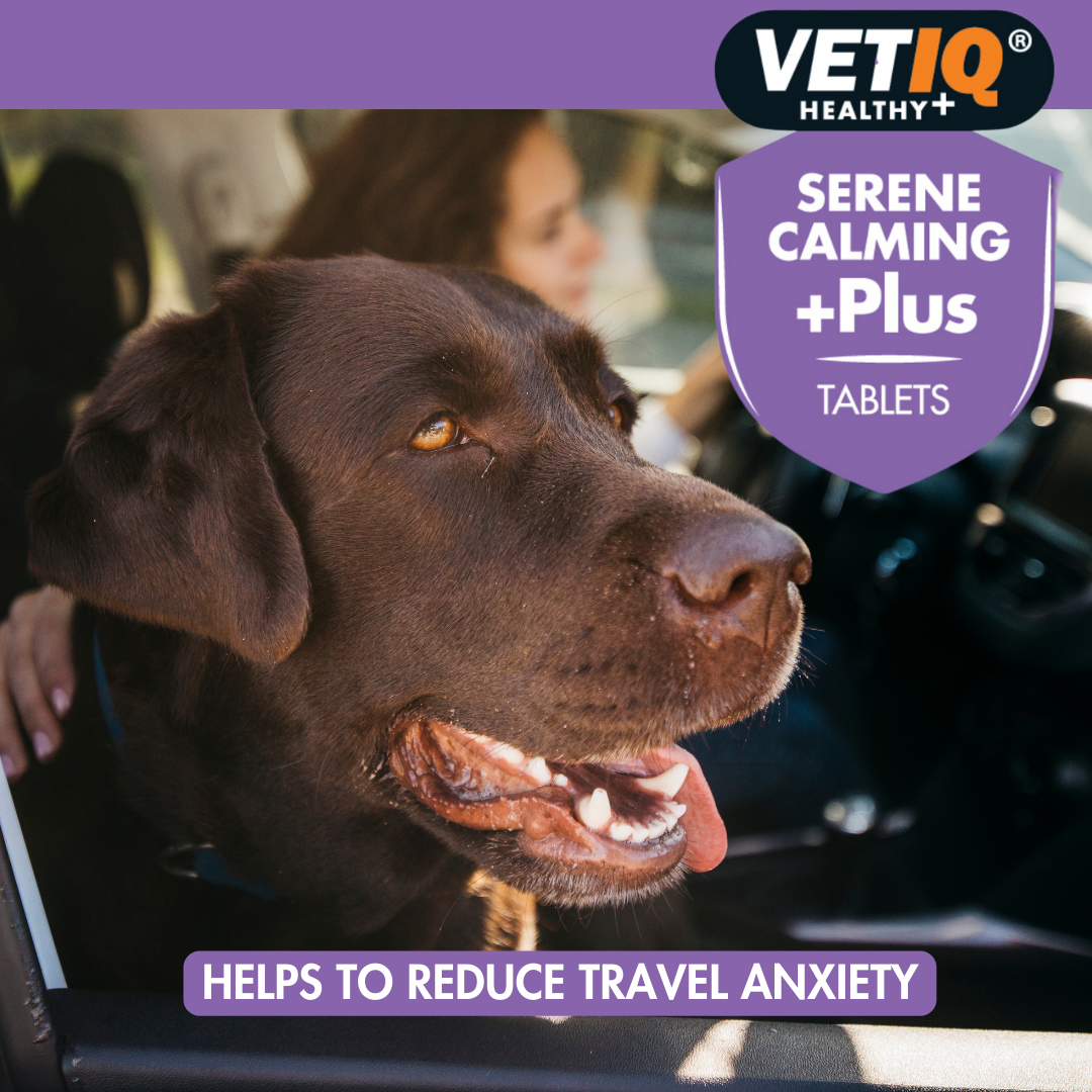 Labrador looking out of a car window: VetIQ Serene Calming +Plus helps reduce travel anxiety