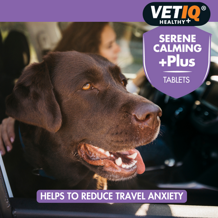 Labrador looking out of a car window: VetIQ Serene Calming +Plus helps reduce travel anxiety