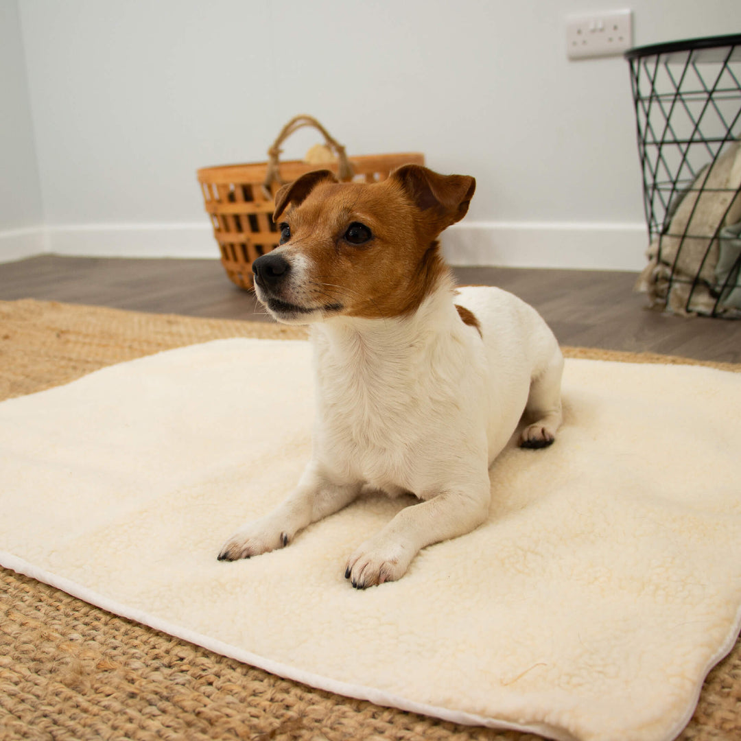 Ancol Self-Heating Pet Pad Cosy, Power-Free Bed for Cats Dogs