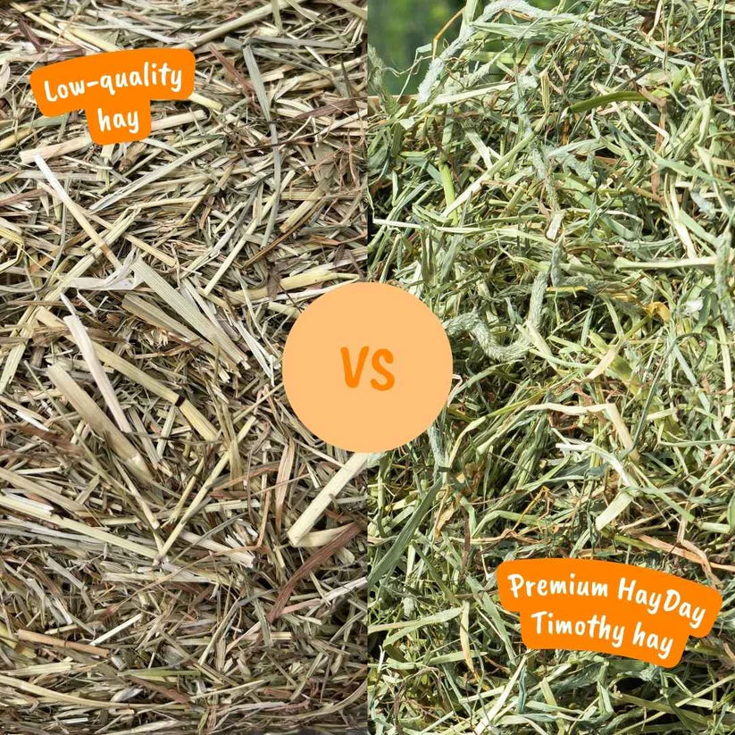 Tasty Timothy Hay