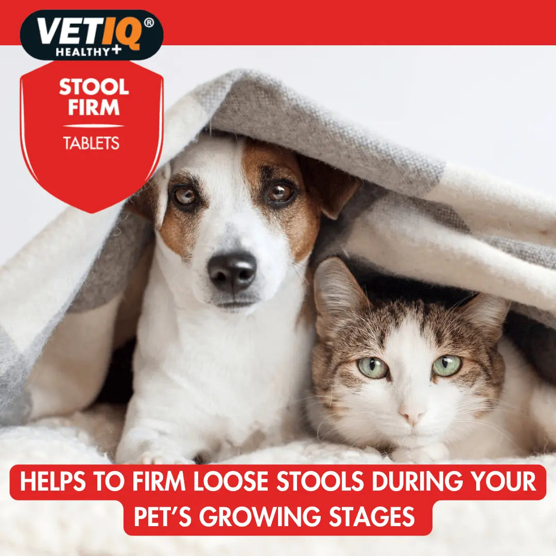 Dog and cat under a blanket: VetIQ Stool Firm helps firm loose stools during your pet's growing stages