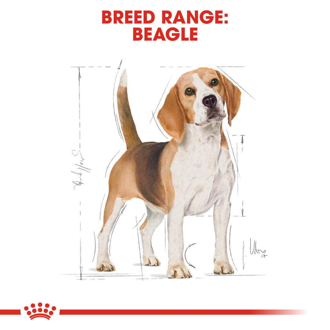 Royal Canin Beagle Adult breed range graphic showing an adult Beagle