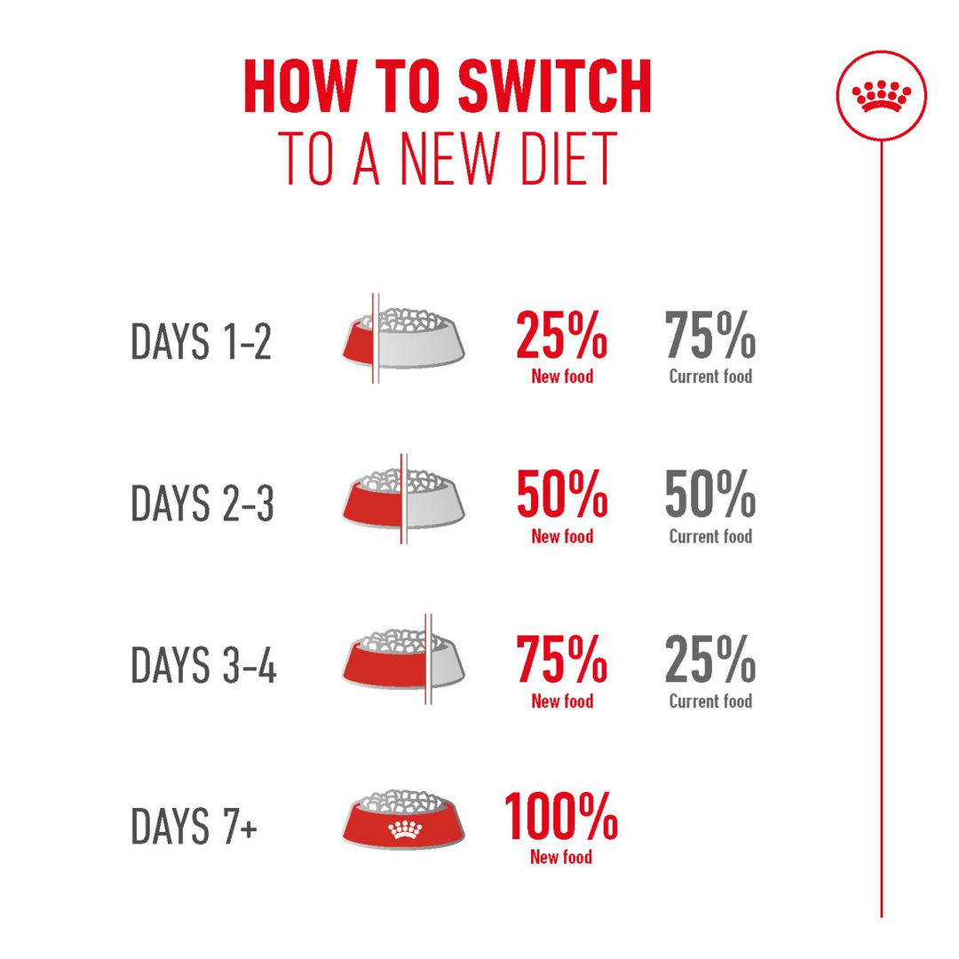 How to switch your cat to Royal Canin Ageing 15+ over 7 days