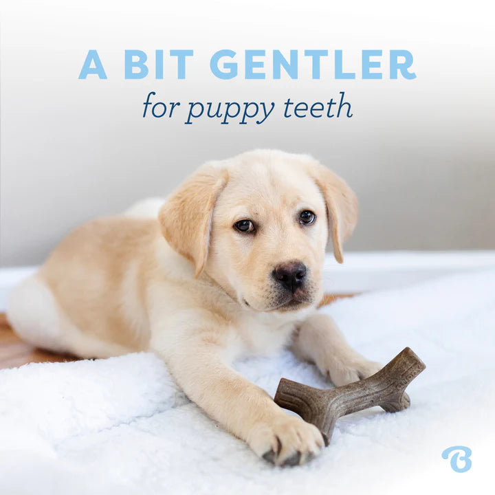 Benebone Puppy Maple Stick Small