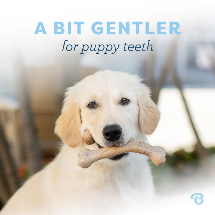 Benebone Puppy Wishbone Bacon