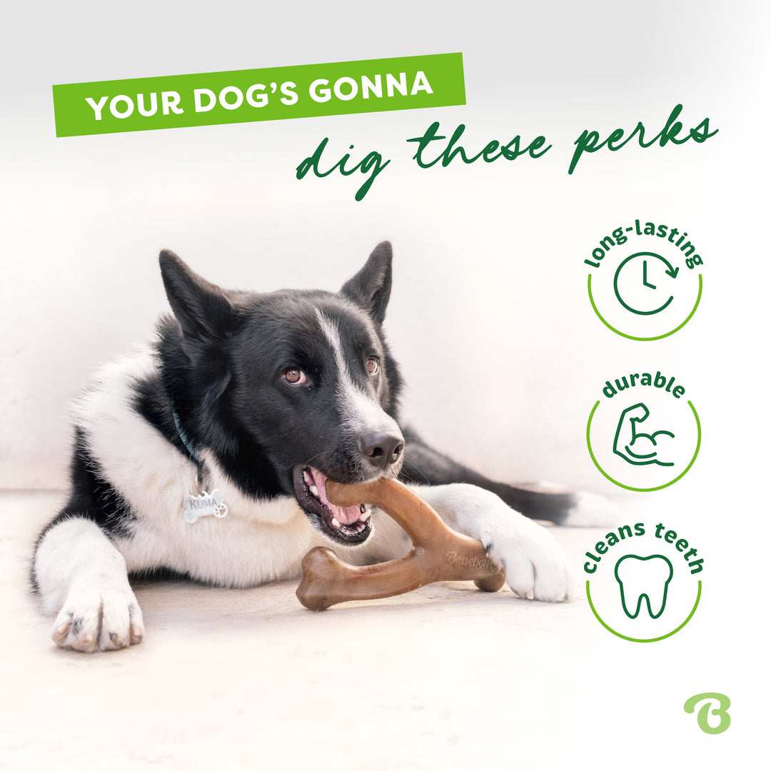 Dog chewing a Benebone Wishbone Bacon chew: long lasting, durable, cleans teeth