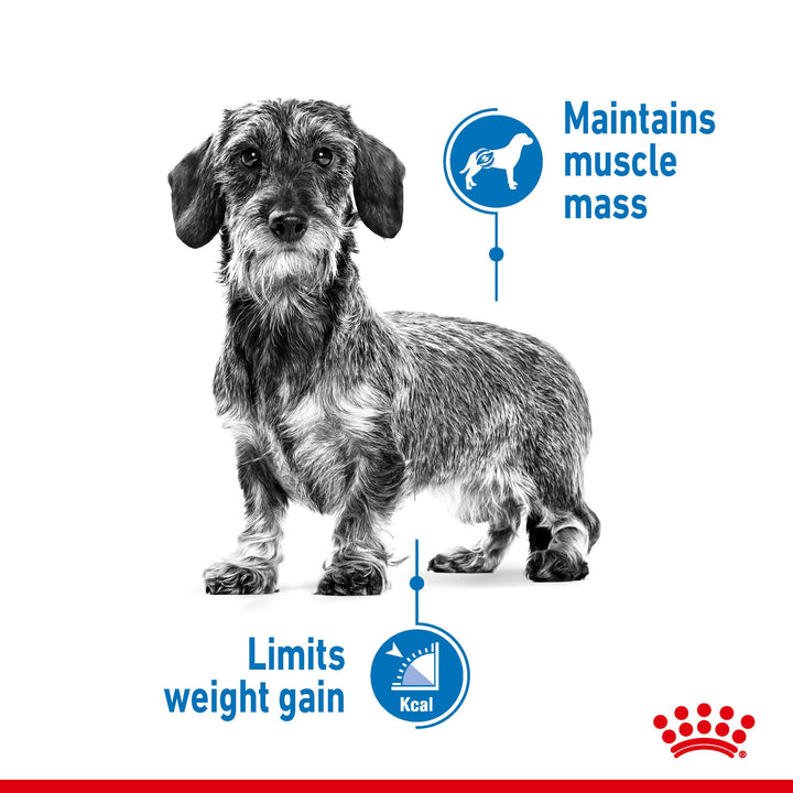 Royal Canin Mini Light Weight Care helps maintain muscle mass and limits weight gain