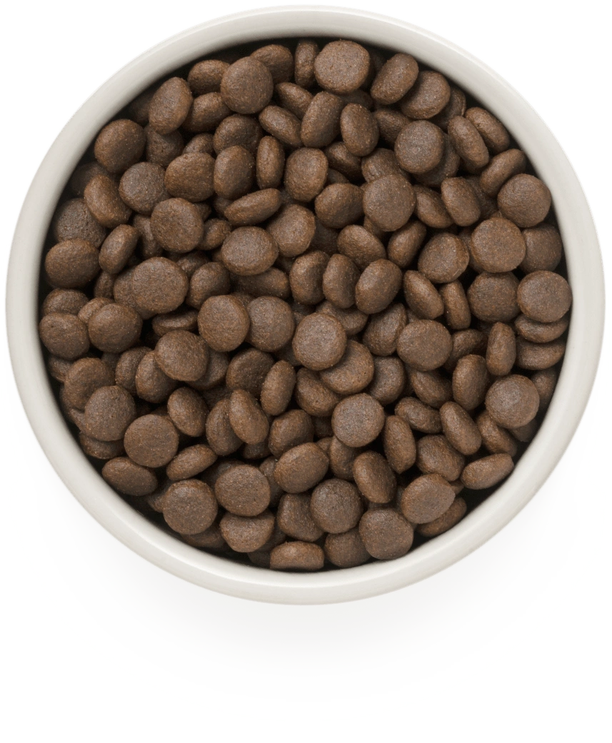 Grandorf 4 Meat Recipe dry dog food kibble in a bowl
