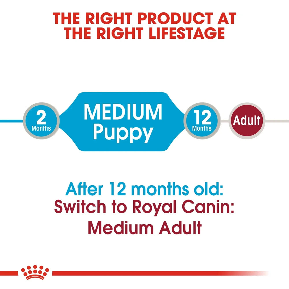 Medium-breed puppy eating high-energy kibble — immune & digestive support formula.