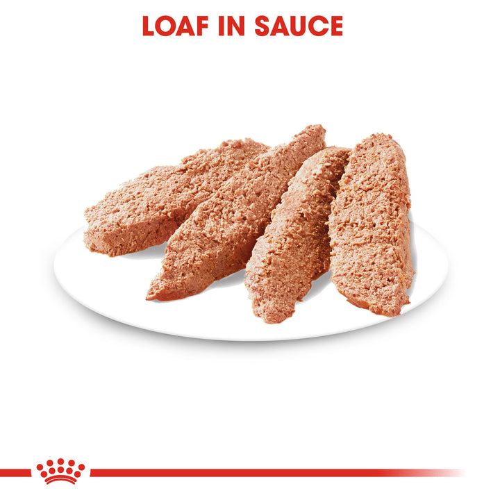 Royal Canin Urinary Care loaf in sauce served on a plate