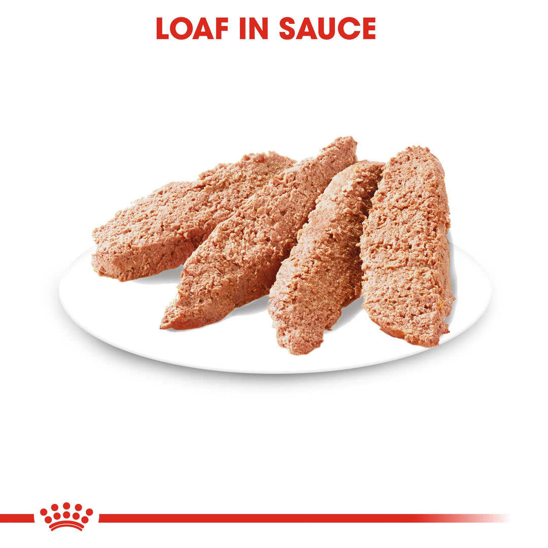 Royal Canin Dermacomfort Care Loaf wet dog food texture on a plate