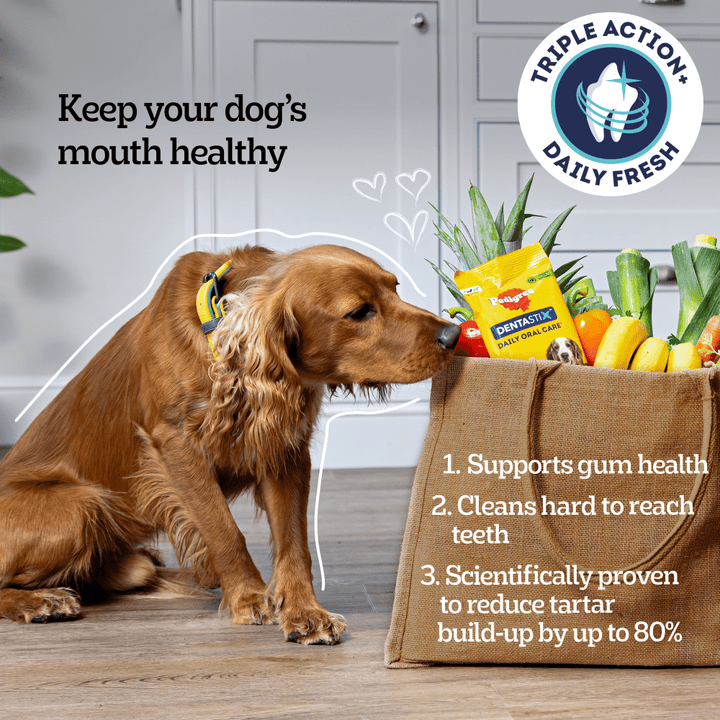 Dog with Pedigree Dentastix Daily Fresh: supports gum health, cleans hard to reach teeth, reduces tartar by up to 80%