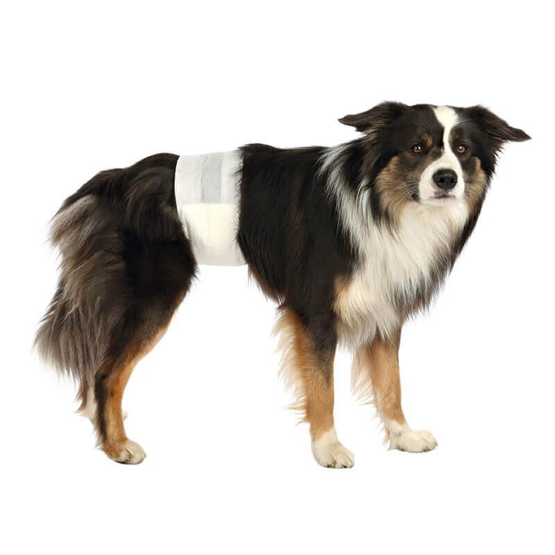 diapers for male dogs