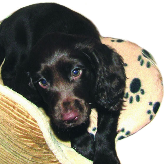 Puppy resting on a SnuggleSafe heatpad in its paw print fleece cover