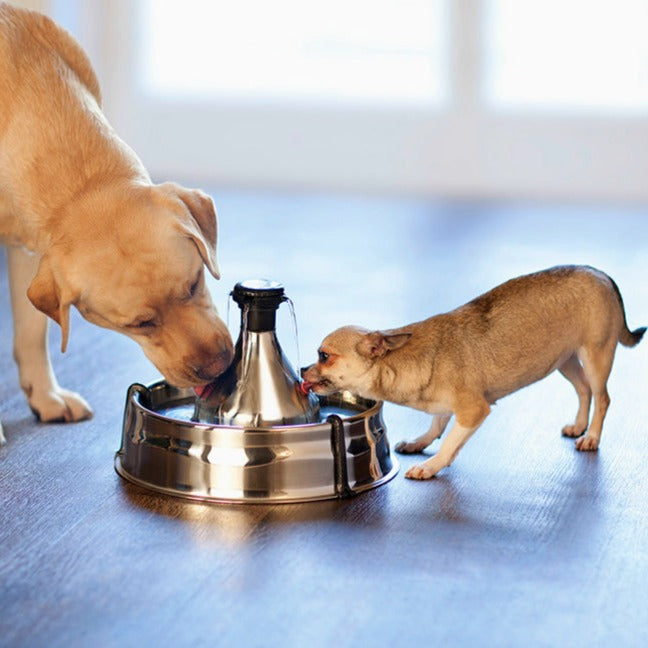 Two dogs drinking from the PetSafe Drinkwell 360 stainless steel fountain
