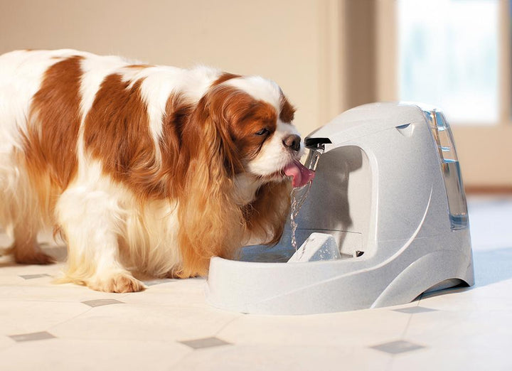Pet Fountain for dogs