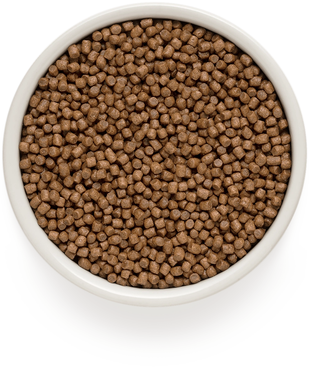 Grandorf Lamb & Turkey Kitten small kibble in a bowl