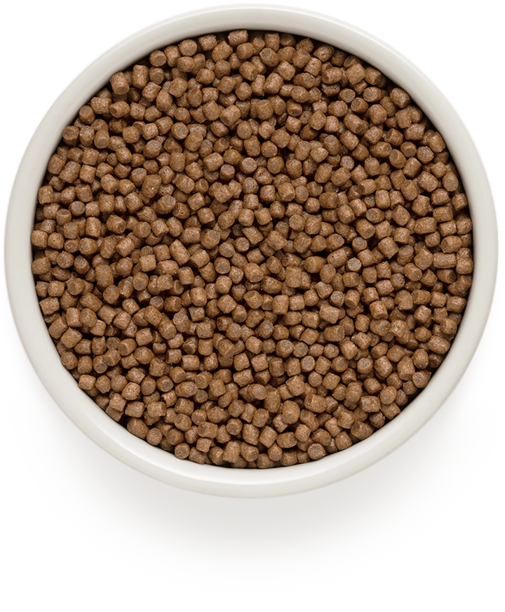 Grandorf Lamb & Turkey Kitten small kibble in a bowl