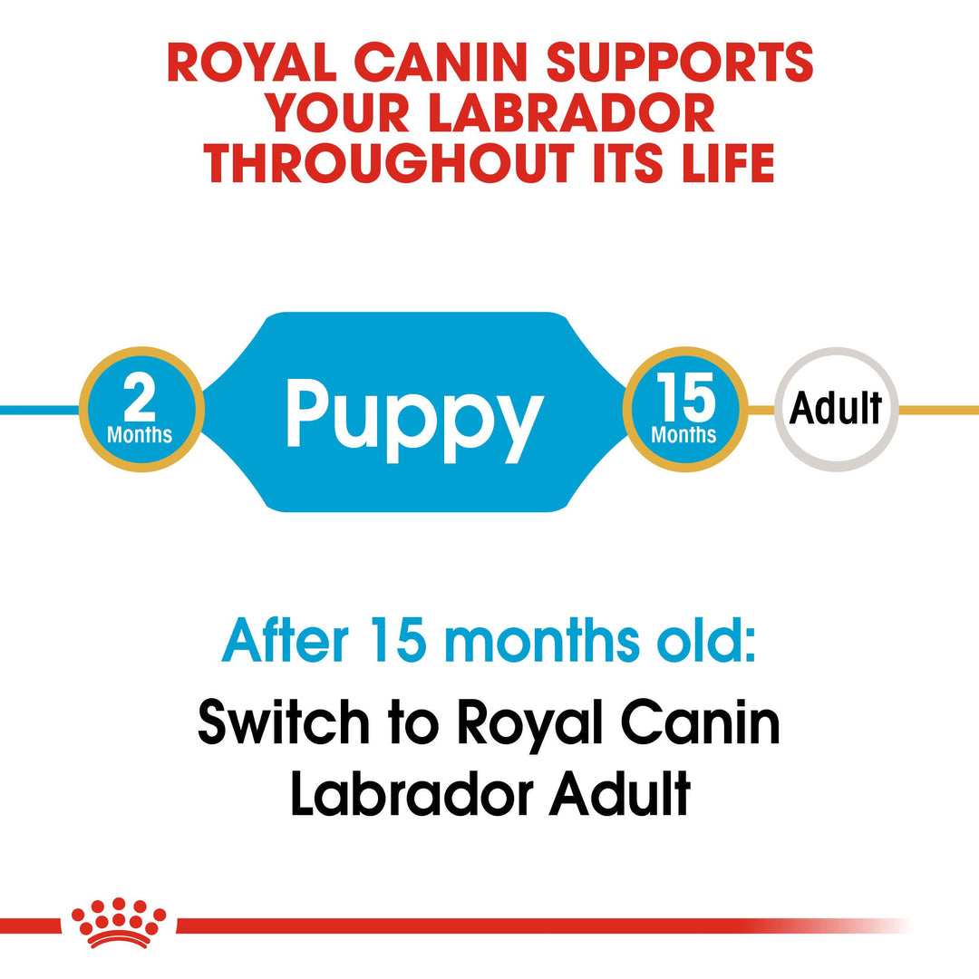 Royal Canin Labrador Retriever Puppy from 2 to 15 months, then switch to Labrador Adult