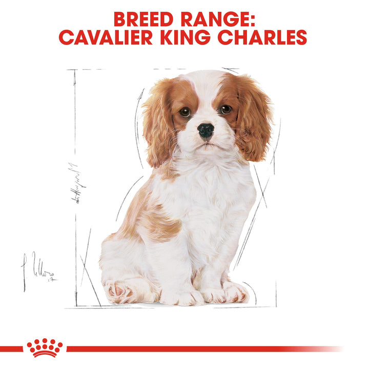 Cavalier King Charles Spaniel puppy, Royal Canin breed range
