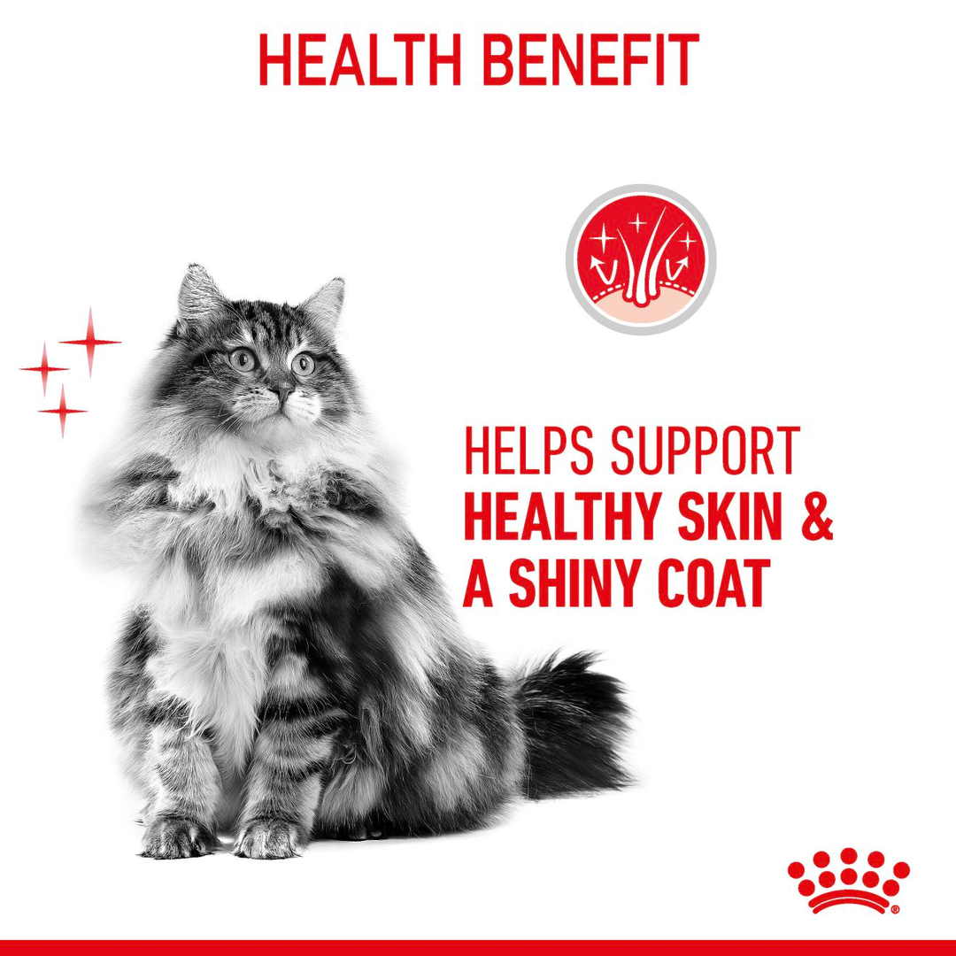 Long haired cat with a shiny coat: Hair and Skin Care helps support healthy skin and a shiny coat