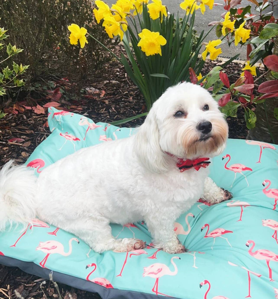 flamingo dog beds