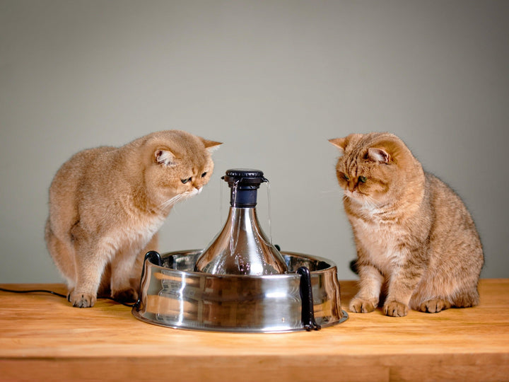 Two cats beside the PetSafe Drinkwell 360 stainless steel pet fountain