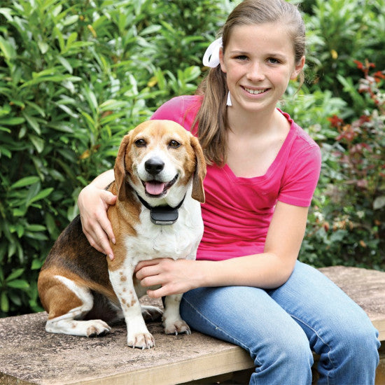 Beagle wearing the PetSafe Rechargeable In-Ground Fence receiver collar