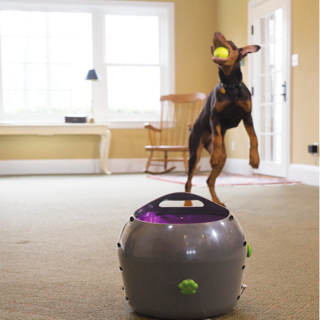 Dog catching a tennis ball thrown by the PetSafe Automatic Ball Launcher indoors