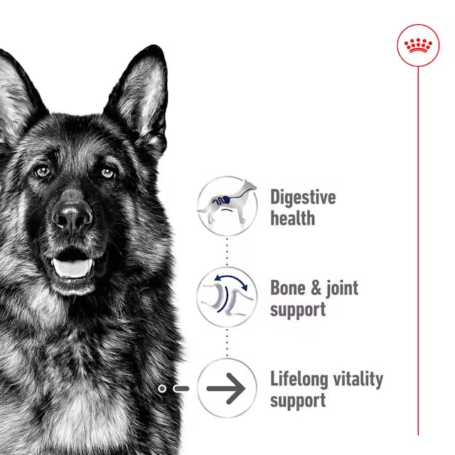 German Shepherd with health benefits 