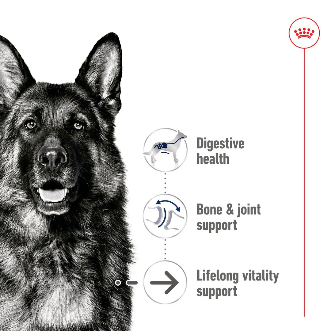 Royal Canin Maxi Ageing benefits: digestive health, bone and joint support, lifelong vitality