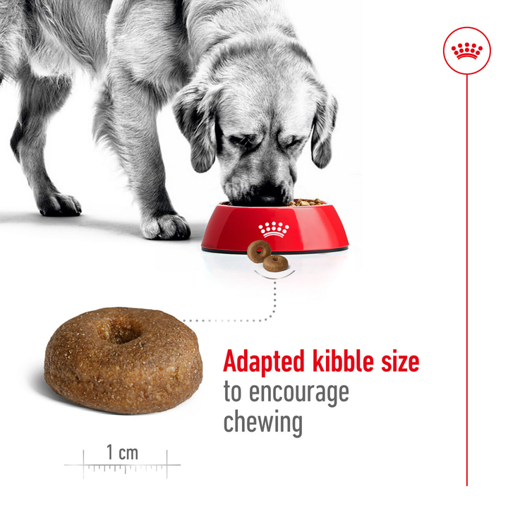 Royal Canin Maxi Ageing 8+ adapted kibble size to encourage chewing