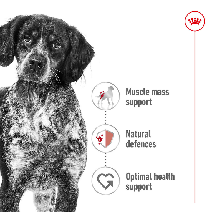 Royal Canin Medium Adult benefits: muscle mass support, natural defences, optimal health support