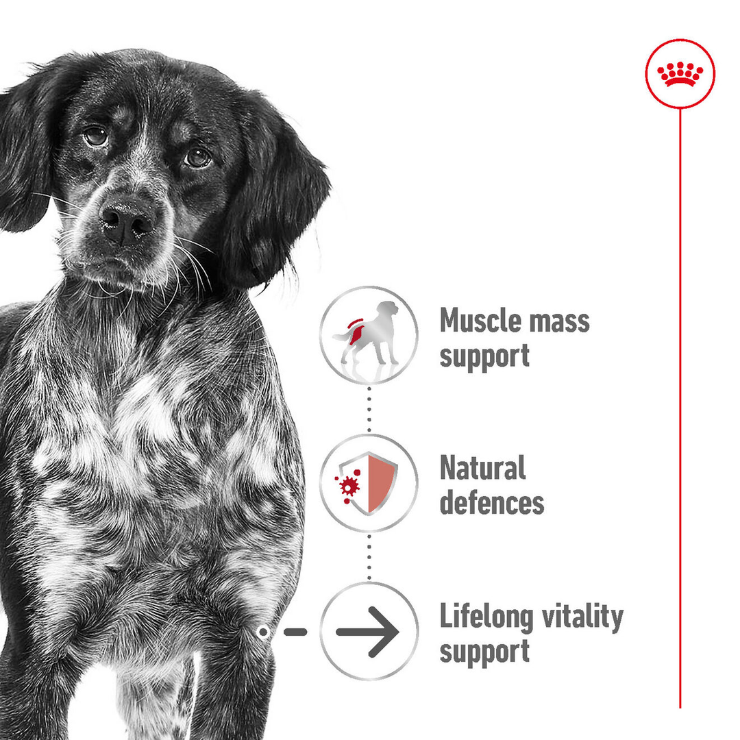Royal Canin Medium Ageing 10+ benefits: muscle mass support, natural defences, lifelong vitality support