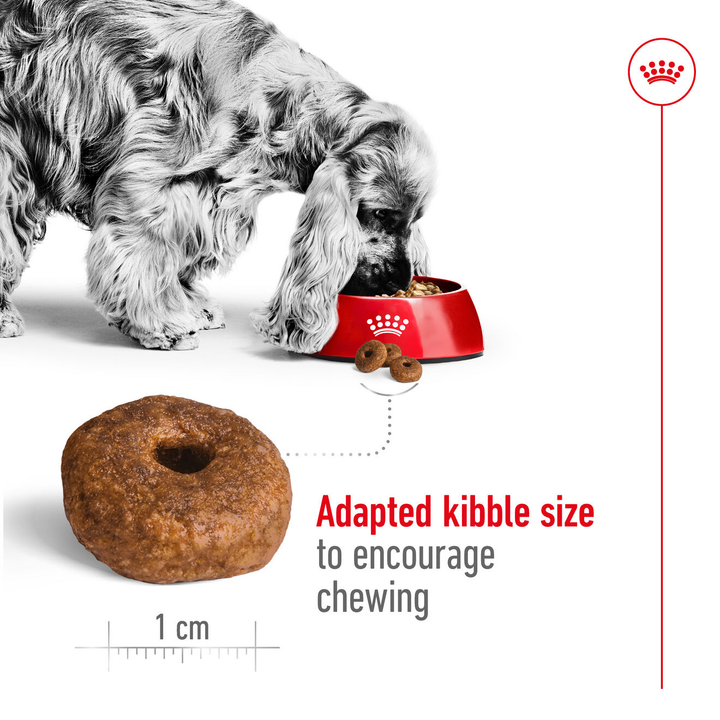 Royal Canin Medium Ageing 10+ adapted kibble size to encourage chewing