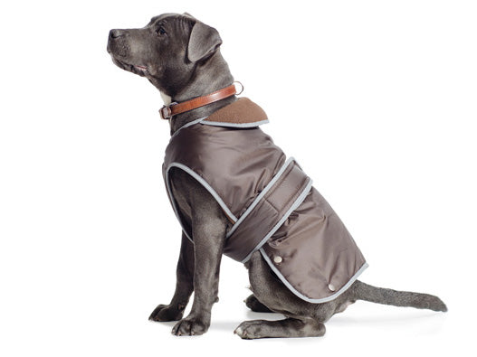 stormguard chocolate dog coat