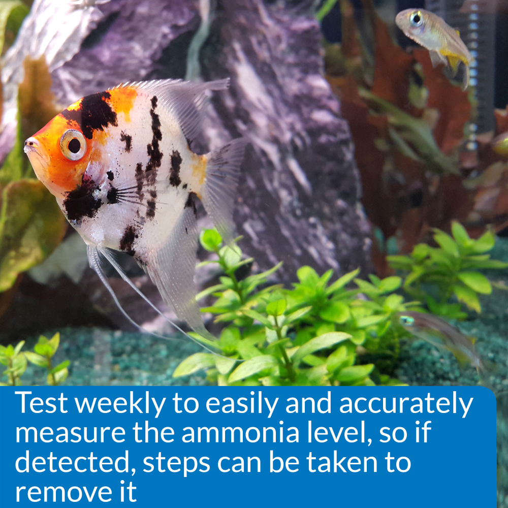 Angelfish in aquarium: test weekly with the API Ammonia Test Kit to measure ammonia levels
