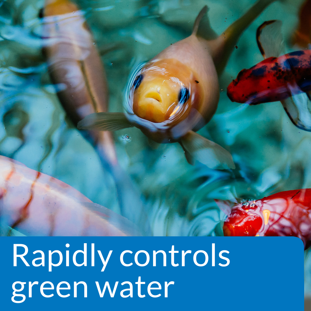 API Pond Algae Cure rapidly controls green water in koi ponds