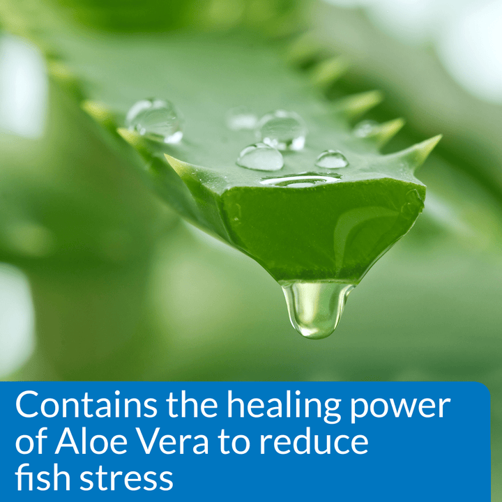 Aloe vera leaf: API Stress Coat contains aloe vera to reduce fish stress