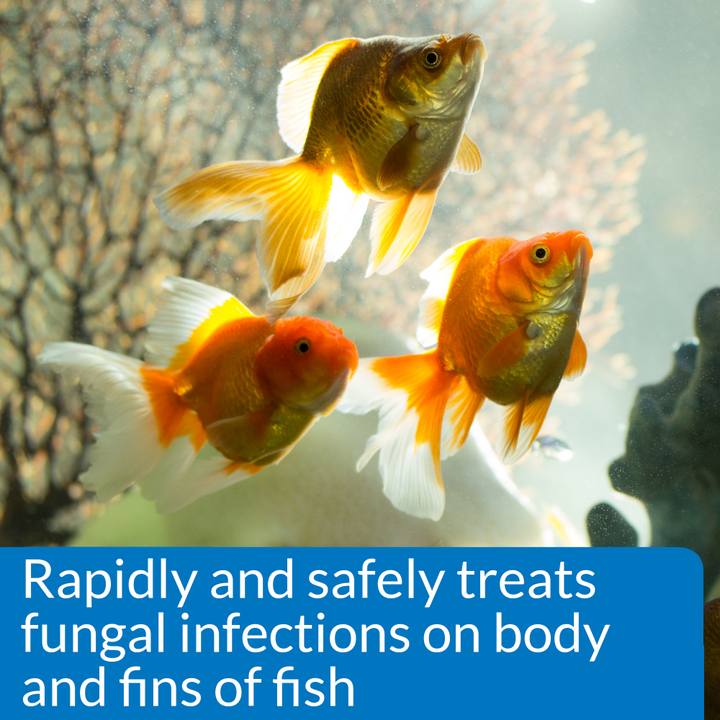 Goldfish in an aquarium: API Pimafix rapidly and safely treats fungal infections on body and fins