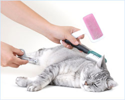 cat grooming img